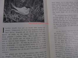 Långnäbbor och dvärgmåsar. En bok om Ölands fågelmyrar