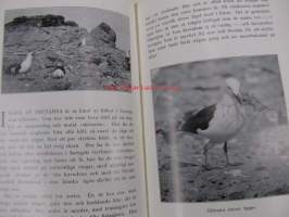 Stora karlsö. En bok om havets fåglar