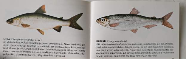 Kalasta ja säästä