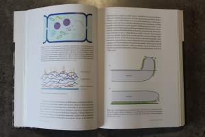 Sienten biologia