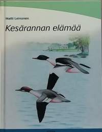 Kesärannan elämää.  (Rantaluonto, rantamiljöö)
