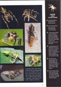 Amazing Facts about Australian Insects and Spiders. Vol. 5