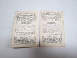 Peeps into Prehistoric Times - Fourth Series nr 1 Left &amp; Right - Plesiosaurus Macrosephalus -Army Club Cigarettes - Camerascope -keräilykorttisarjaa