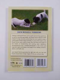 Jack Russell terriers