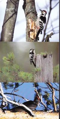 3 erilaista tikkakorttia - Palokärki, pikkutikka, valkoselkätikka *.* kulkemattomia (Postikortti/luontokortti/lintukortti)