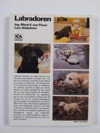 Labradoren