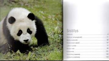 Panda  -rakastettu ja uhanalainen