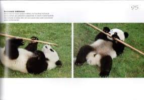 Panda  -rakastettu ja uhanalainen