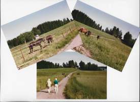 Hevosia 1990-luvun maalaismaiaemassa  - valokuva 3 kpl erä