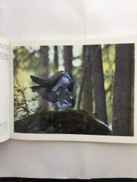 Vuoden luonnonkuvat 96 - Nature photographs of the year