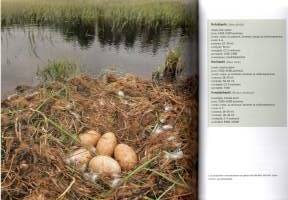 Suurriistan metsästys