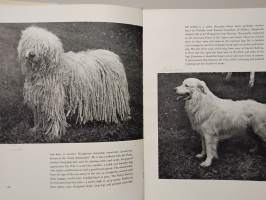 Introducing dogs