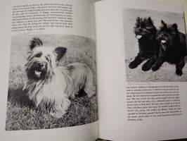 Introducing dogs