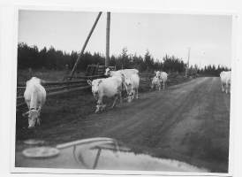 Lapin matka 1952- 6 kuvan sarja tekstit takana - valokuva