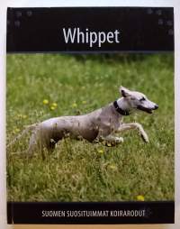 Whippet