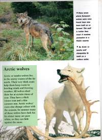 Wolves   (Susia)