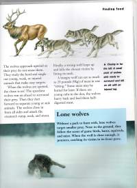 Wolves   (Susia)