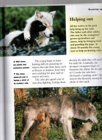 Wolves   (Susia)