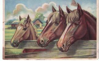 Kolme hevosta  aidan takana. Harmooninen piirros.Kulkenut kenttäposti leimalla 20.1-46. Ei postimerkkiä.Siisti..Pieni ruskea läiskä kortin alalaidassa vasemmalla.