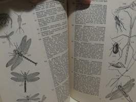 Native Animals of New Zealand