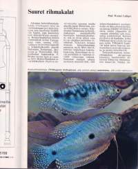 Akvaariolehti 2 / 1984.