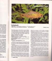 Akvaariolehti 7 / 1983. Kuukauden kala on keltabarbi.