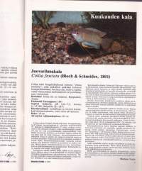 Akvaariolehti 4 / 1983. Pala Amazonia olohuoneessa