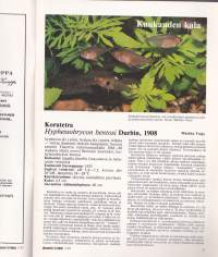 Akvaariolehti 3 / 1983. Kuukauden kala on korutetra.