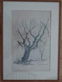 Helge Sten,   &quot;Puu&quot; lyijykynäpiirros sign 1948, koko 54x38 cm kehystetty