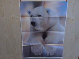 Jääkarhu -juliste