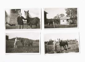 Hevosia  - valokuva 4 kpl erä