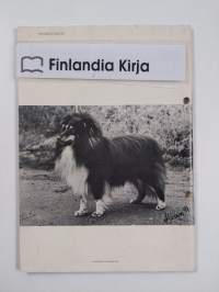 Sheltie 2/1982