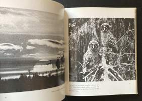 Erämetsän elämää - Kuvakertomus saloseutujen katoavasta eläimistöstä