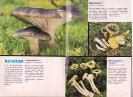 Ruokasieniopas, 1978. Sisältää 90 sienilajin valikoiman.