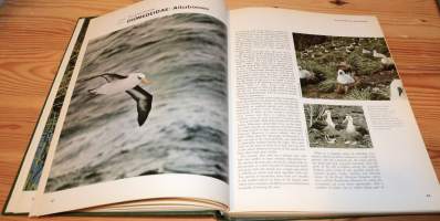 Birds of Ocean and Estuary