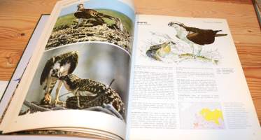 Birds of Mountain and Moorland