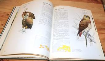 Birds of Mountain and Moorland