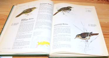 Birds of Hedgerow and Garden