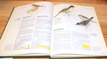 Birds of Hedgerow and Garden