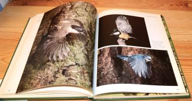 Birds of Hedgerow and Garden