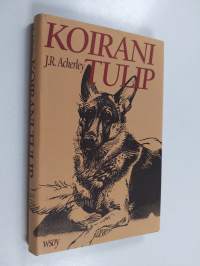 Koirani Tulip
