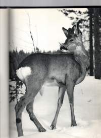 Helmipöllön metsä