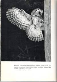 Helmipöllön metsä