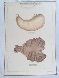 Mahalaukku opetustaulu