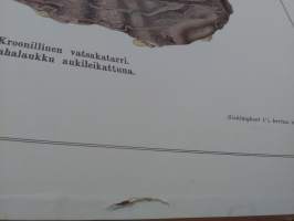 Mahalaukku opetustaulu