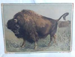 Biisoni opetustaulu