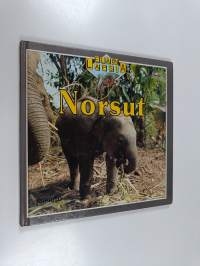 Norsut