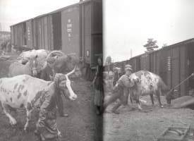 Kannas   -Sarjakuva- ja valokuvateos Karjalasta 1944