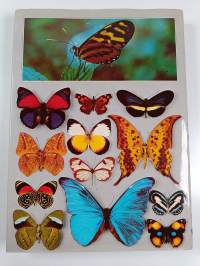 The illustrated encyclopedia of the butterfly world