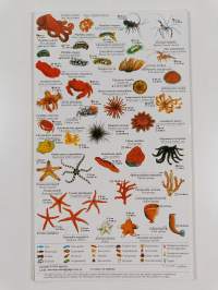 Red sea fish index &amp; diving map